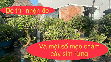 cách trị bệnh trên cây sim rừng|cách phòng trị bọ trĩ-nhện đỏ trên cây sim rừng