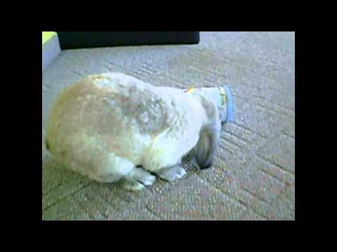 MacKenzie le lapin intelligent !!