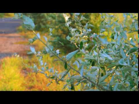 Wind blowing twigs with leaves  fluttering, copyspace