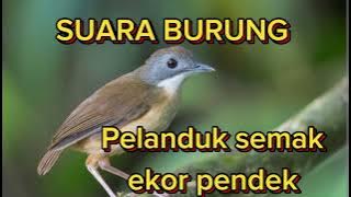 SUARA BURUNG PELANDUK SEMAK EKOR PENDEK || COCOK BUAT MASTERAN