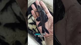 ikan arangan atau biasa di sebut hiu air tawar