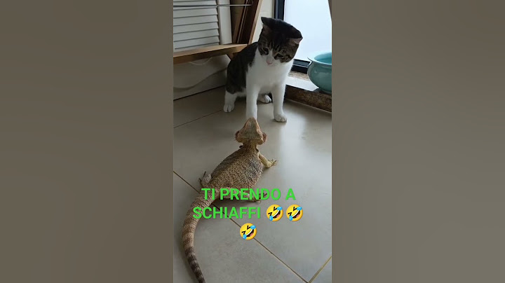 #shorts GATTO CHE PRENDE A SCHIAFFI...🤣🤣🤣