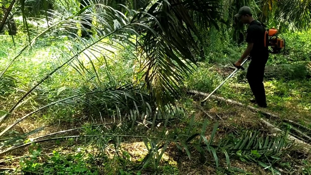 JADWAL NEBAS RUMPUT KEBUN KELAPA SAWIT MARILES PAKAI MESIN RUMPUT