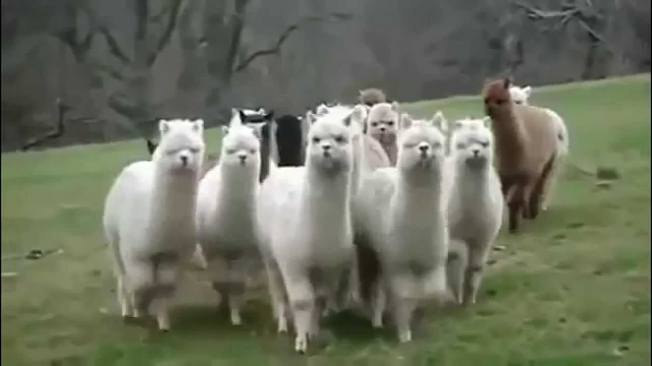 Best Funny Animals Compilation New 2015 - AnimalsDumpTV