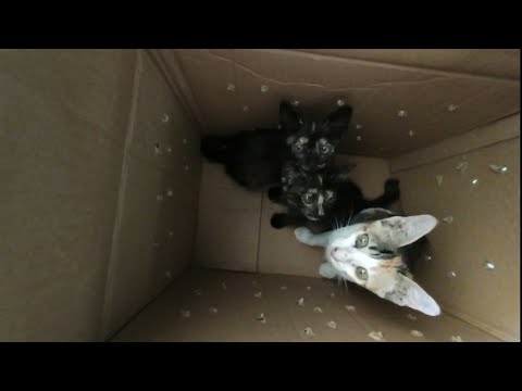 Video: Ekor Kucing