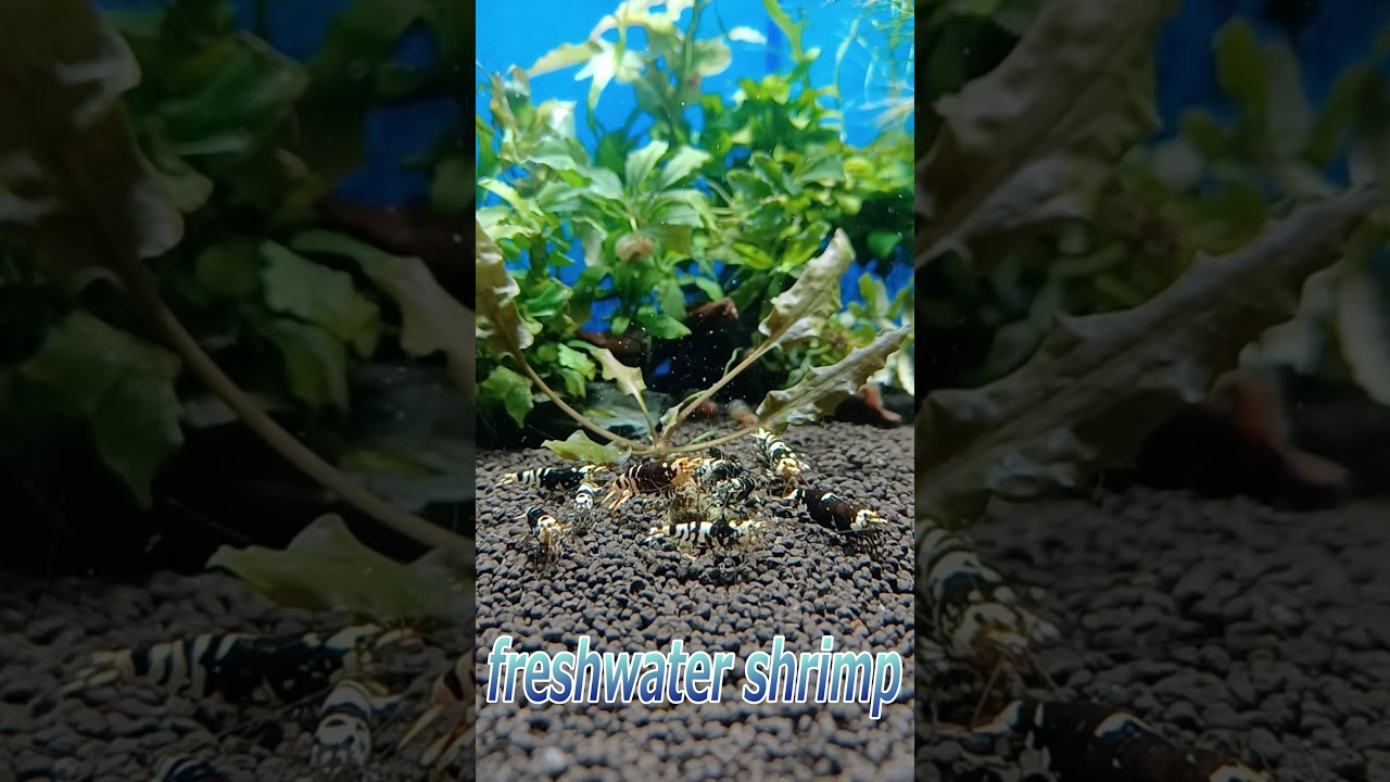 Black tiger bee shrimp ～黒太極～ #ブラックタイガービーシュリンプ 