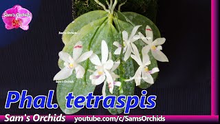 Phalaenopsis tetraspis species orchid blooming 2020
