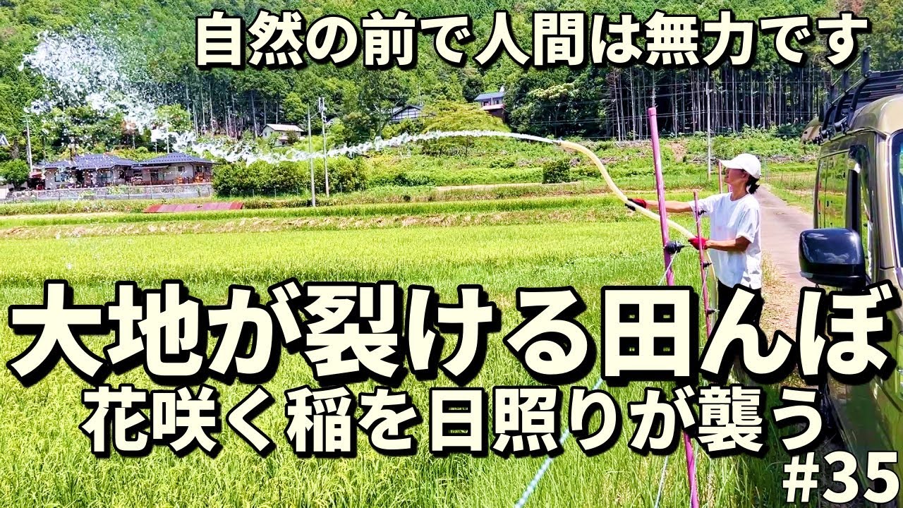 Засуха после цветения риса… Вода для поля｜Человек беспомощен Ep.34 EcoFlow DELTA Pro 3