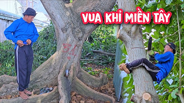 Vua khỉ cưa cây Bàng khủng cùng đệ T.ử (1/2).