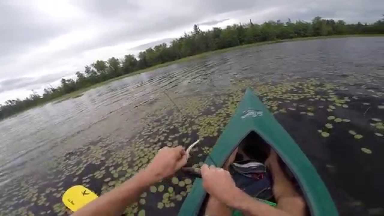 Umbagog Lake Fishing...Yellow Perch, Pickerel, and Smallmouth YouTube