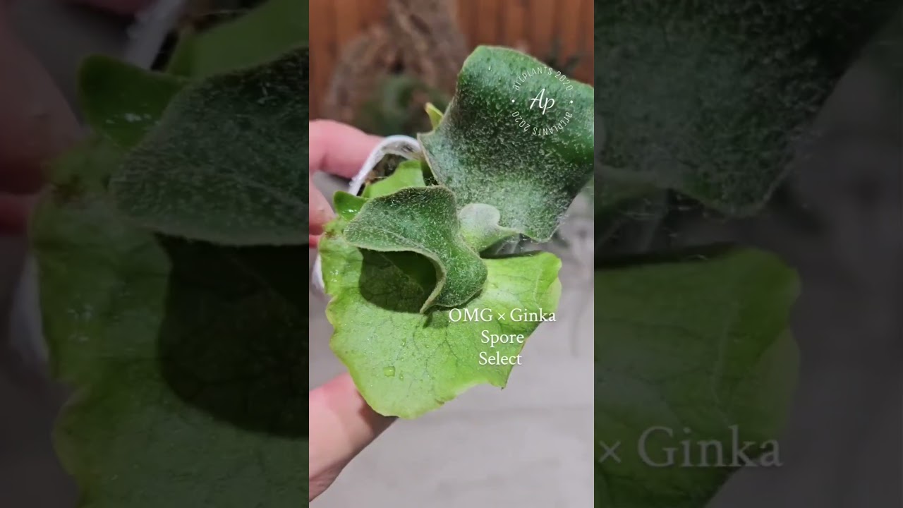 P.willinckii OMG × Ginka Spore Select 【artPLANTs/PLANTS GARAG