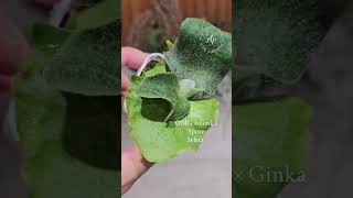 P.willinckii OMG × Ginka Spore Select 【artPLANTs/PLANTS GARAG