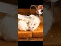 Melting White Baby Hamsters on Toast 🍞 | Surreal ASMR Butter Spread #asmr #satisfying #ai
