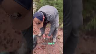 Bear Safety: Hang Your Food Like a Pro! #shorts