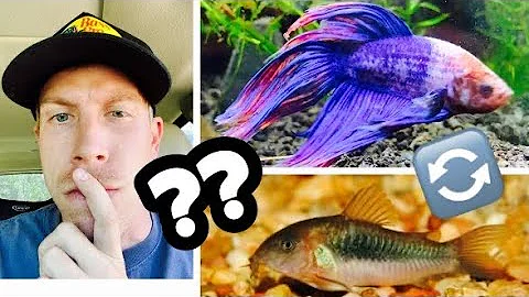 Keeping Cory Catfish with Betta Fish?