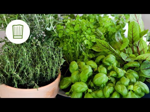 Video: Tipps Zum Pflanzen Von Kräutern