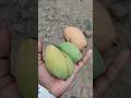 Fresh mangos 🥭😋 Just about to eat but slip ho gaya 😭