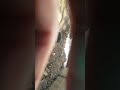 En el rrancho comprando gallinas de campo