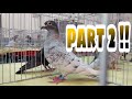 4TH NATIONAL GENETIX OFF COLOR RACING PIGEON SHOW 2021 Part2 | Kyrie Ethan TV