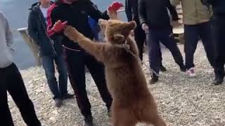 المصارع حبيب نورمحمدنوف يعود لمصارعة الدب الذي صارعه صغيراً !