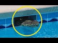 Top 7 Veces que los Animales Salvajes Invaden la Piscina