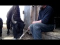 Feeding Bison from a shovel