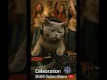 British Shorthair DJ Throws Wild Party For 3K Subscribers Shorts 