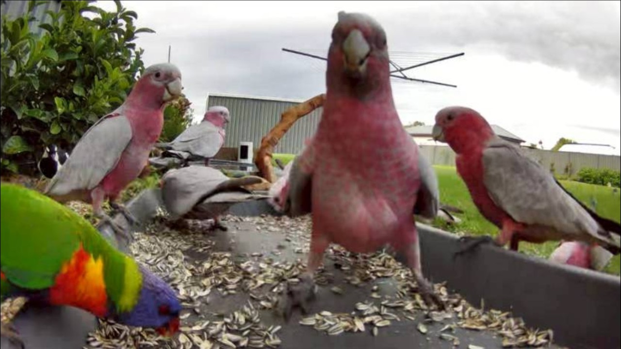 Australian Bird Feeder cam | 27/2/26  | yellow tail black cockatoos |  | galahs | lorikeets | cat tv