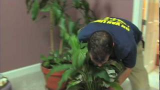 How to Pack Plants by DN Van Lines Moving & Storage 16,312 views 13 years ago 52 seconds