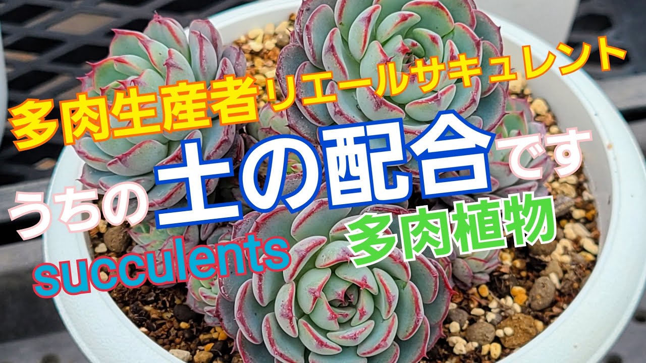 多肉植物 生産苗の土の配合です Youtube