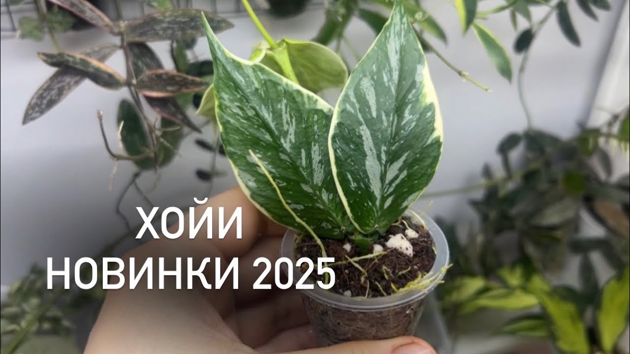 Хойи. Новинки 2025