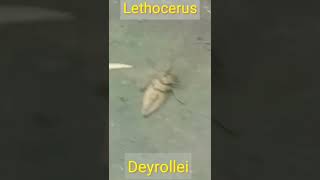 Giant water bug.🦂lethocerus deyrollei animals. #animals #wildlife #youtubeshorts #funnyanimals