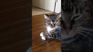 Cat having a focal seizure