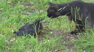 巣から落ちた子カラスvs黒ネコ　結末はいかに Baby crow vs. Black cat (4K)
