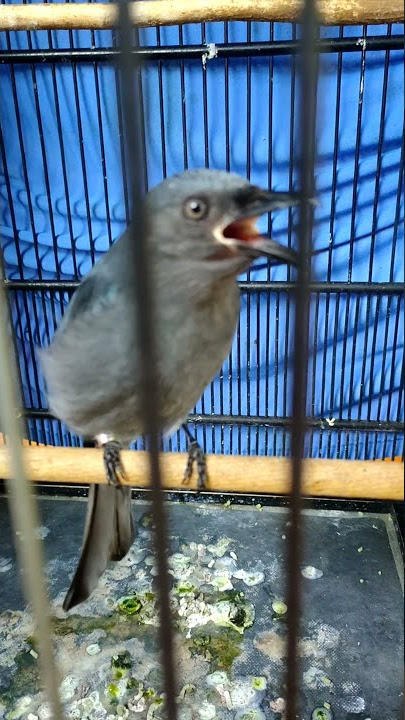 SEREMMM CILILIN SAMBUNG PLATUK BAWANG 😭😭