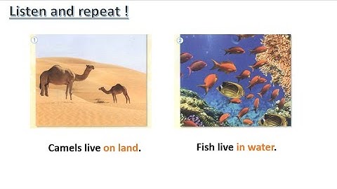 kg1 connect plus term1 unit3 live in water live on land