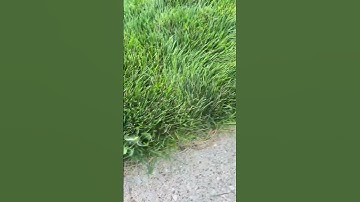 How to keep weeds out of your lawn without using chemicals￼