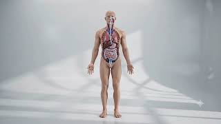 Close-Up View of Your Digestive System | Realistic 3D Medical Animation
