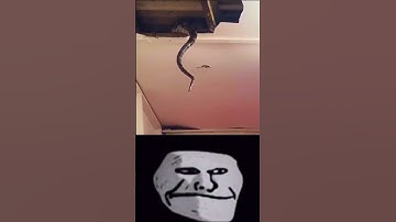 Snake troll face meme #shorts