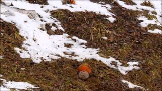 Pumpkin shooting AR-15