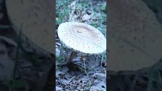 Close-up Shot Of A Wild Mushroom || Shorts || Great Mother Nature