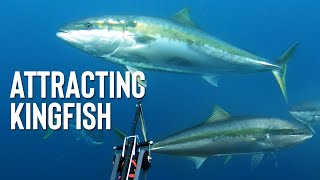 SPEARFISHING TIPS  Attracting Kingfish