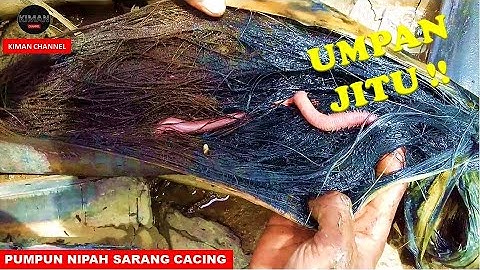 PENGGALIAN CACING NIPAH UMPAN MAHAL