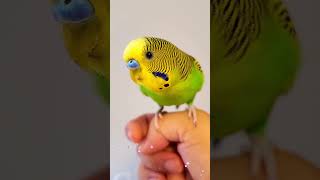 Budgie Love For A Camera Parakeet 