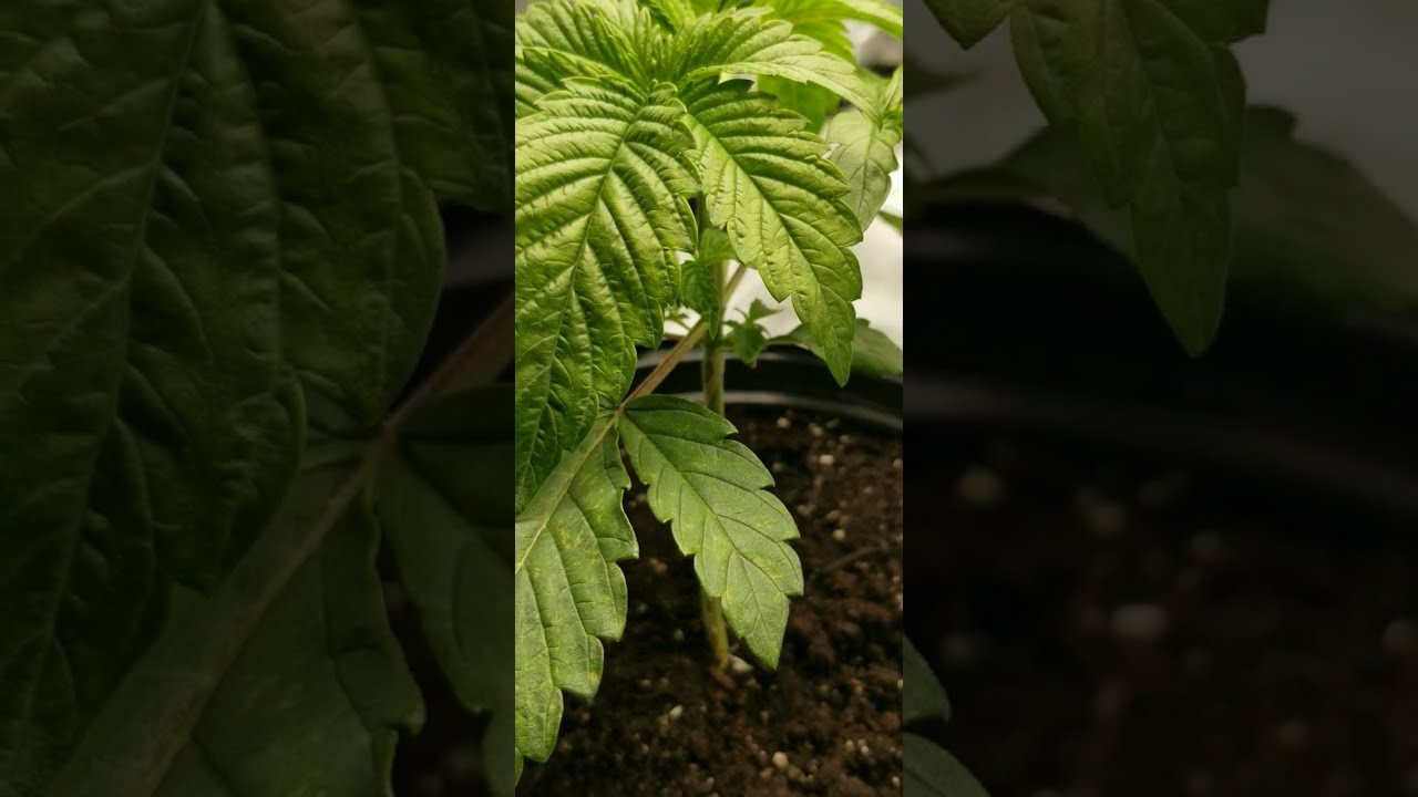 Gaschata 2 Days After Feeding in Veg | Growing with Mars Hydro | Mantha Productions 2.0