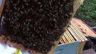 Checking the split hive for a queen.