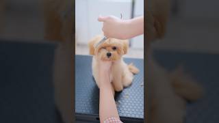 可愛すぎるマルプーをトリミングしたら・・・#子犬 #犬のいる暮らし #癒し