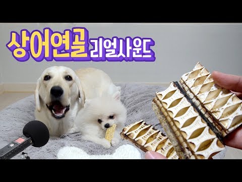 ENG SUB _ Shark Cartilage Real-sound Dog Mukbang Eating ASMR