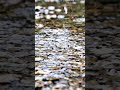 One drop changes everything…Now imagine thousandsFeel it?#rainripples #streamasmr #waterpatterns