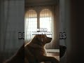 Living in Sync Pet Wellness Blueprint